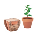 Nasiona miety w doniczce MO2218-40 - Drewna