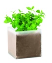 Zestaw do uprawy "Mieta " MO9546-13 - Bezowy
