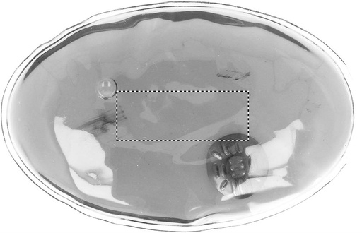 BACK (do 40 x 15 mm)